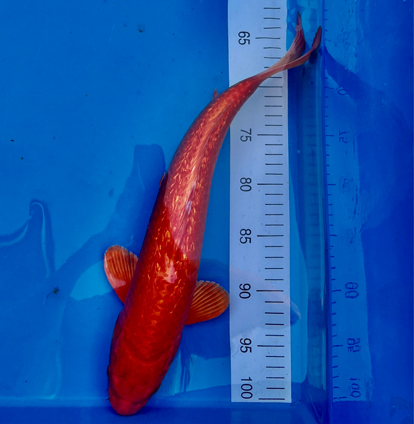 Ginrin Orenji Ogon HQ samiec 53CM CERTYFIKAT