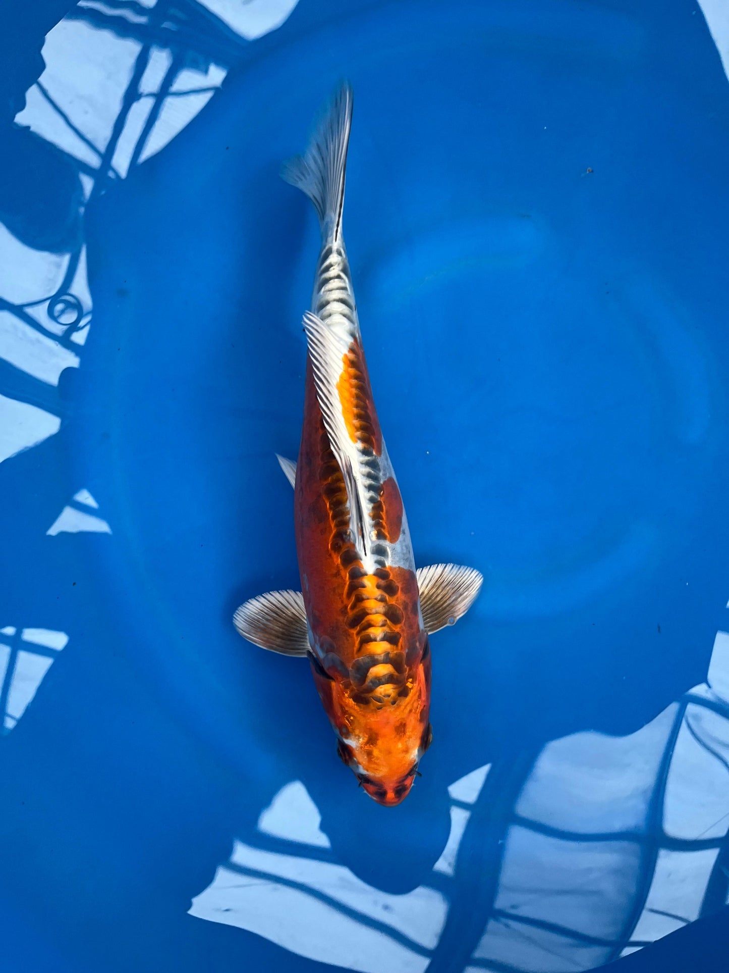 HQ Benikikokuryo 35cm |IKARASHI|