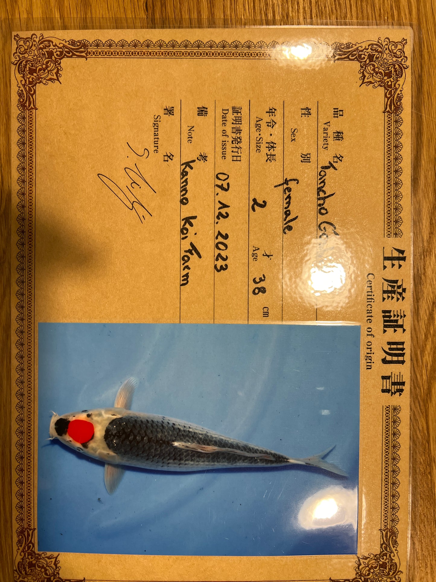 Tancho Goshiki HQ Samica 43-45cm CERTYFIKAT