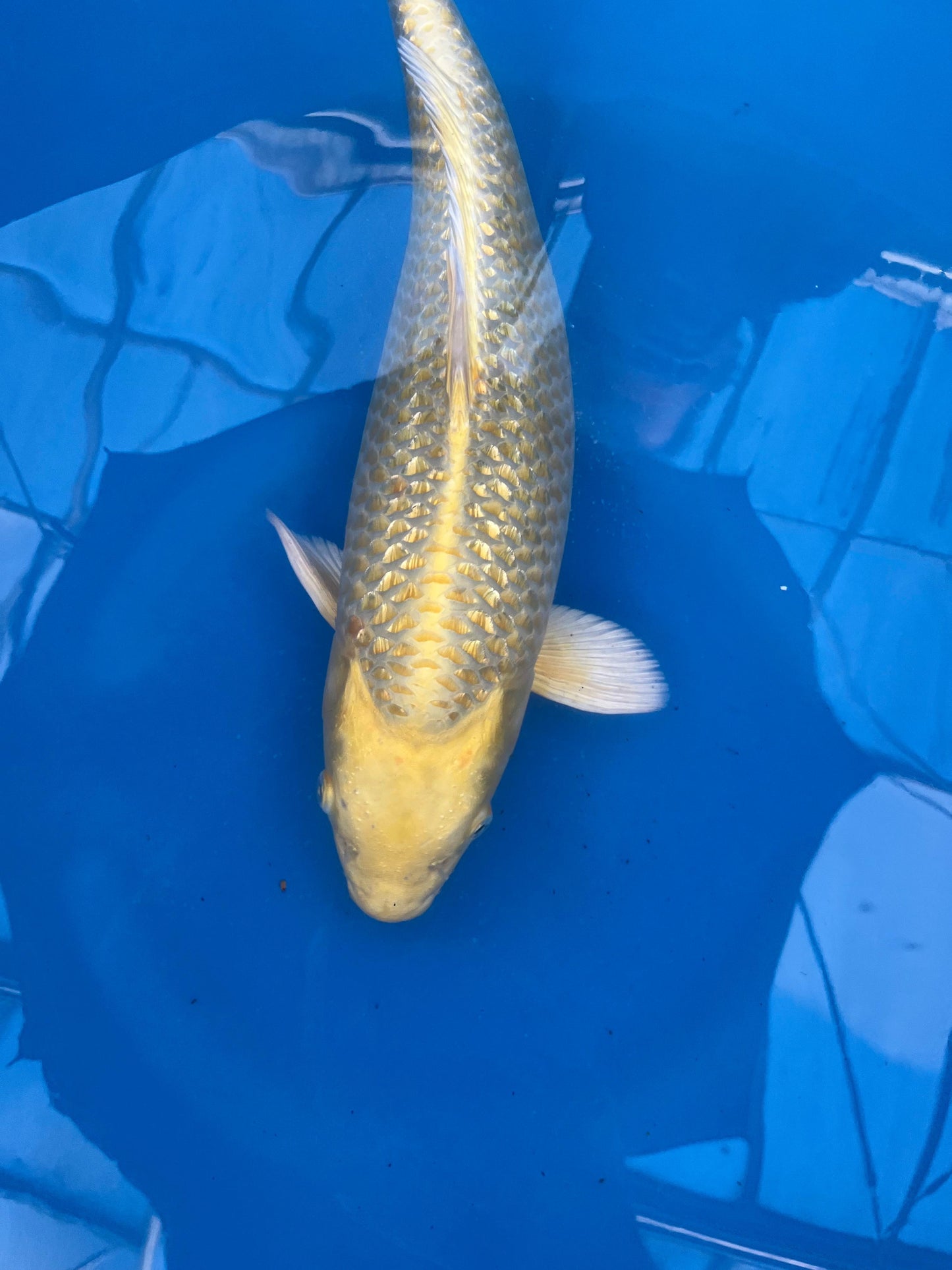 HQ Ginrin Yamabuki Ogon 45cm | SUDA