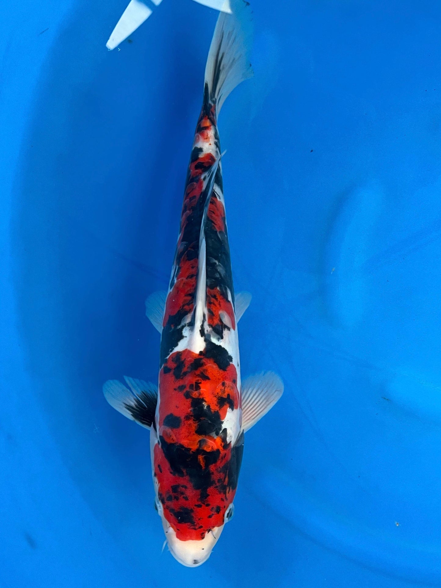 D. Sanke 35cm | IKARASHI