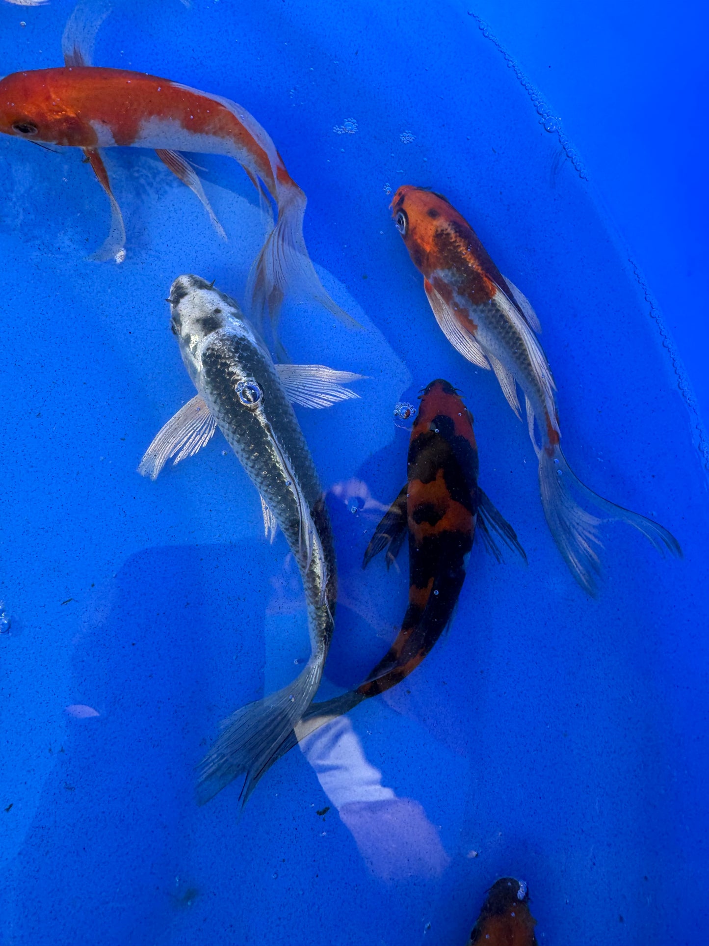 Mix Butterfly Koi 15-20cm