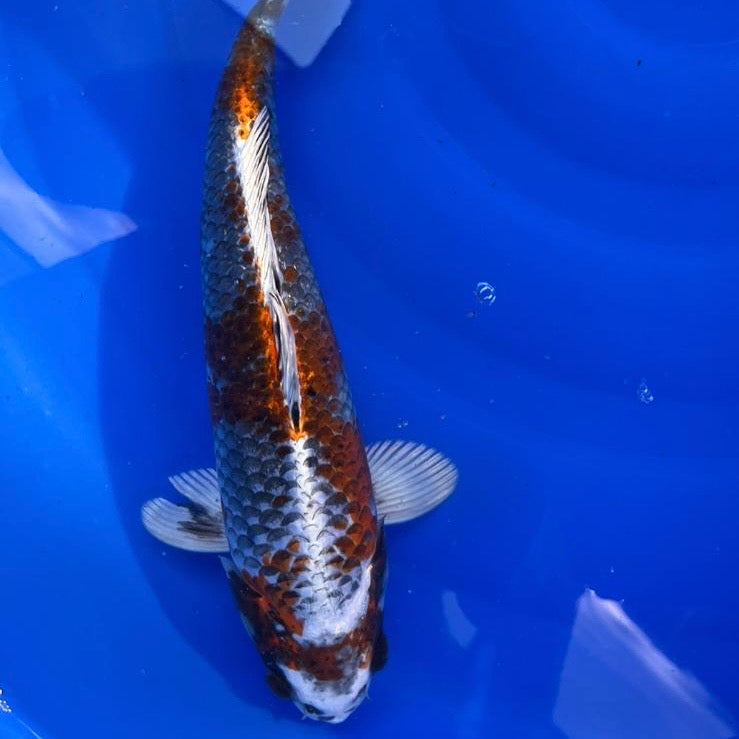 Beni Ginga 31-32cm