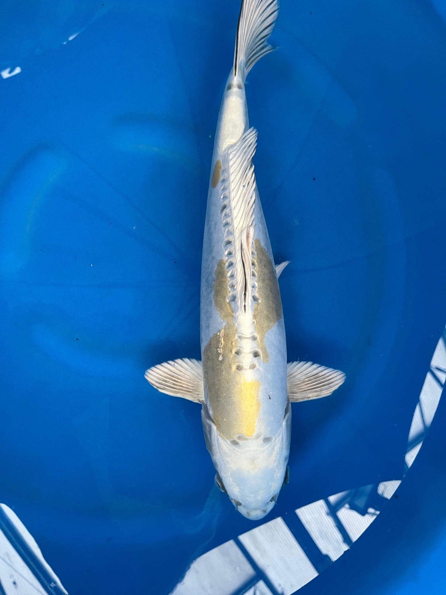 HQ Kin Kikokuryu 41cm | IKARASHI