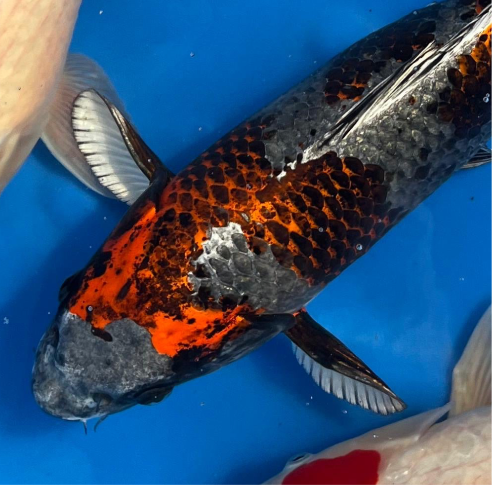 Tancho, Beni Ginga 40-48cm