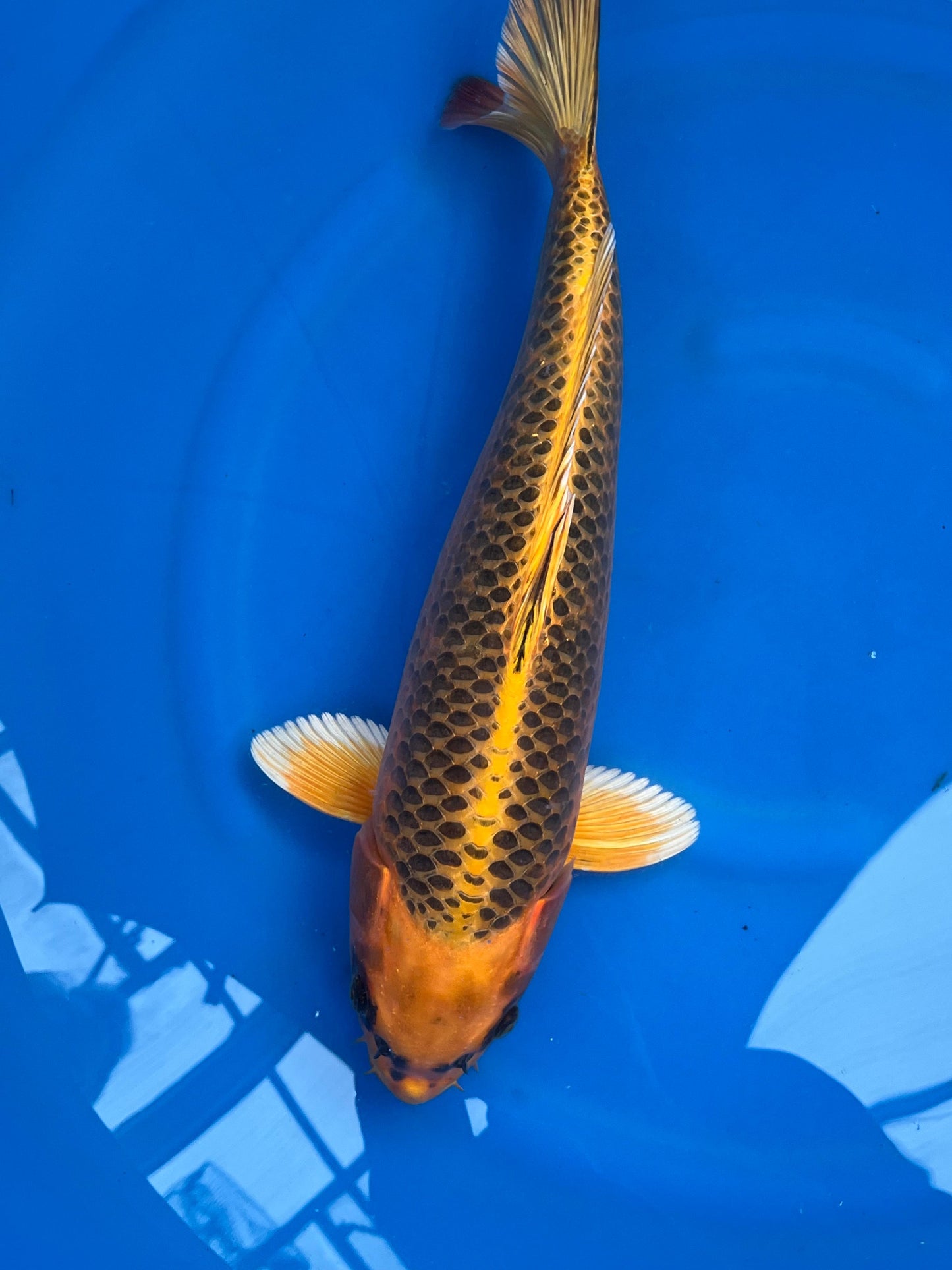 HQ Kin Matsuba 43cm | HOSOKAI