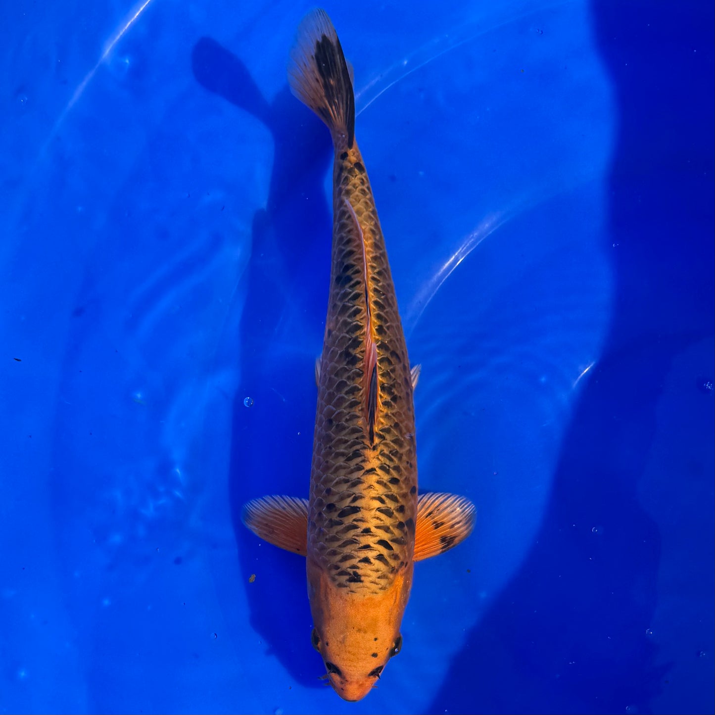 Omosako Kin Matsuba 29cm