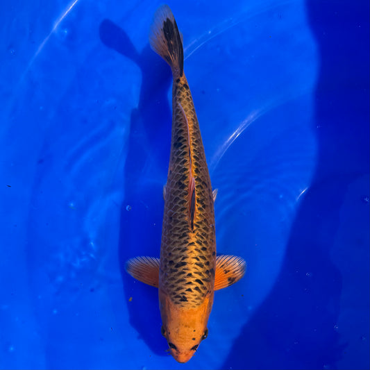 Omosako Kin Matsuba 29cm