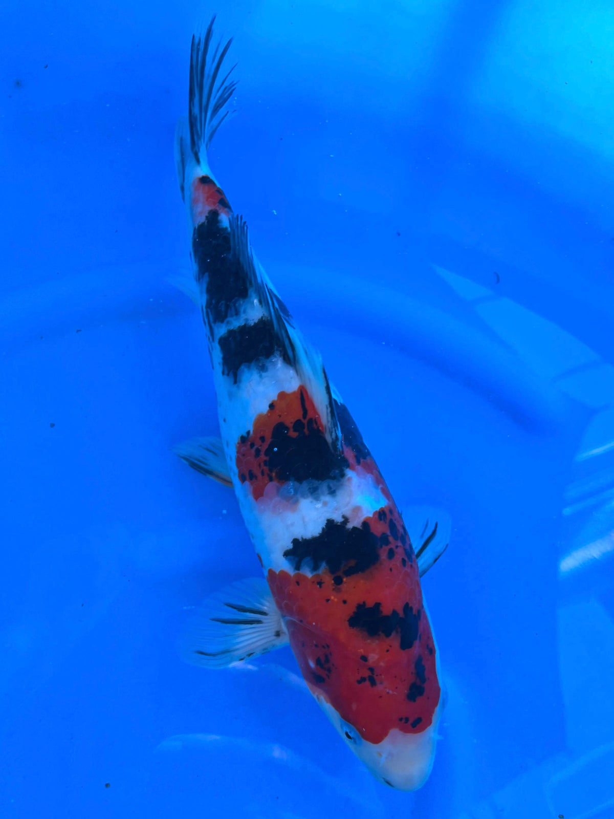 Sanke 35cm | CUNIASU