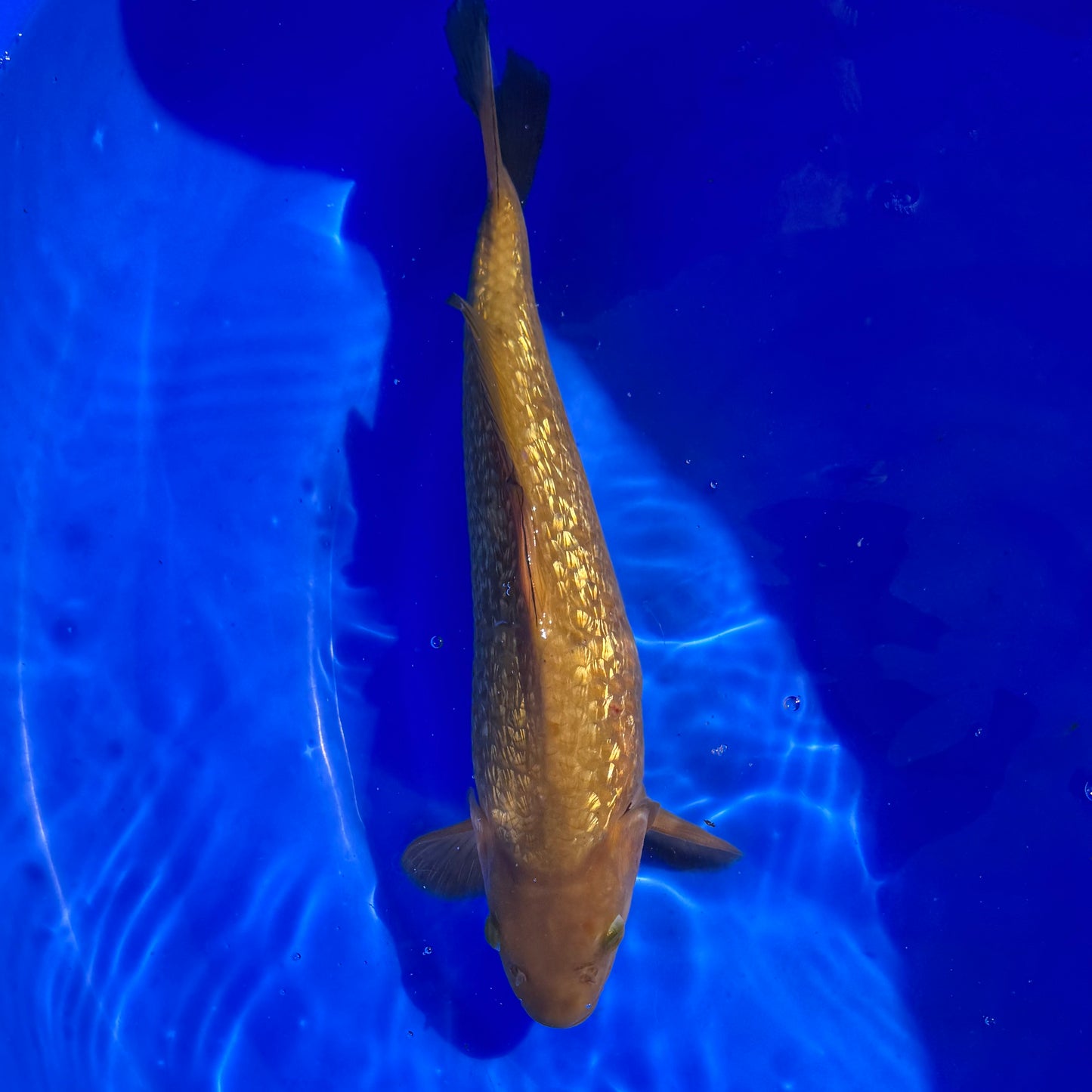 Torazo Ginrin Chagoi 32cm