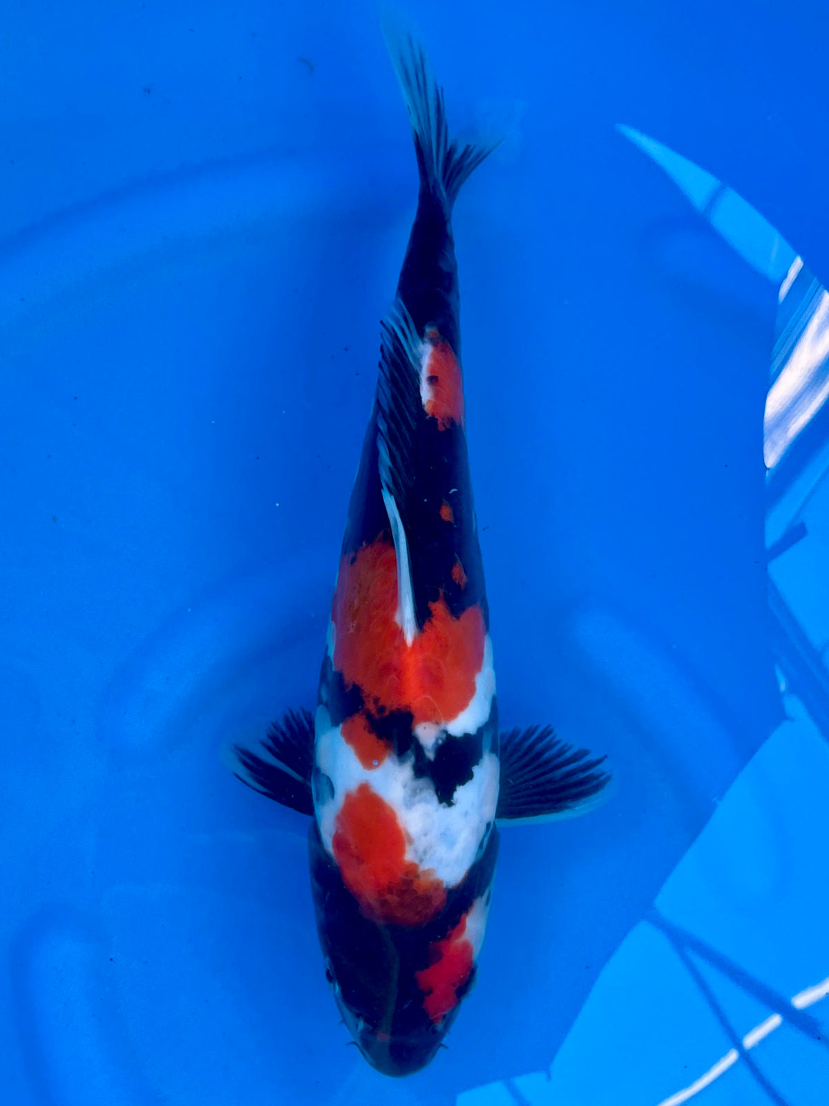 D. Showa 31cm | CUNIASU| REZERWACJA A.T❗️