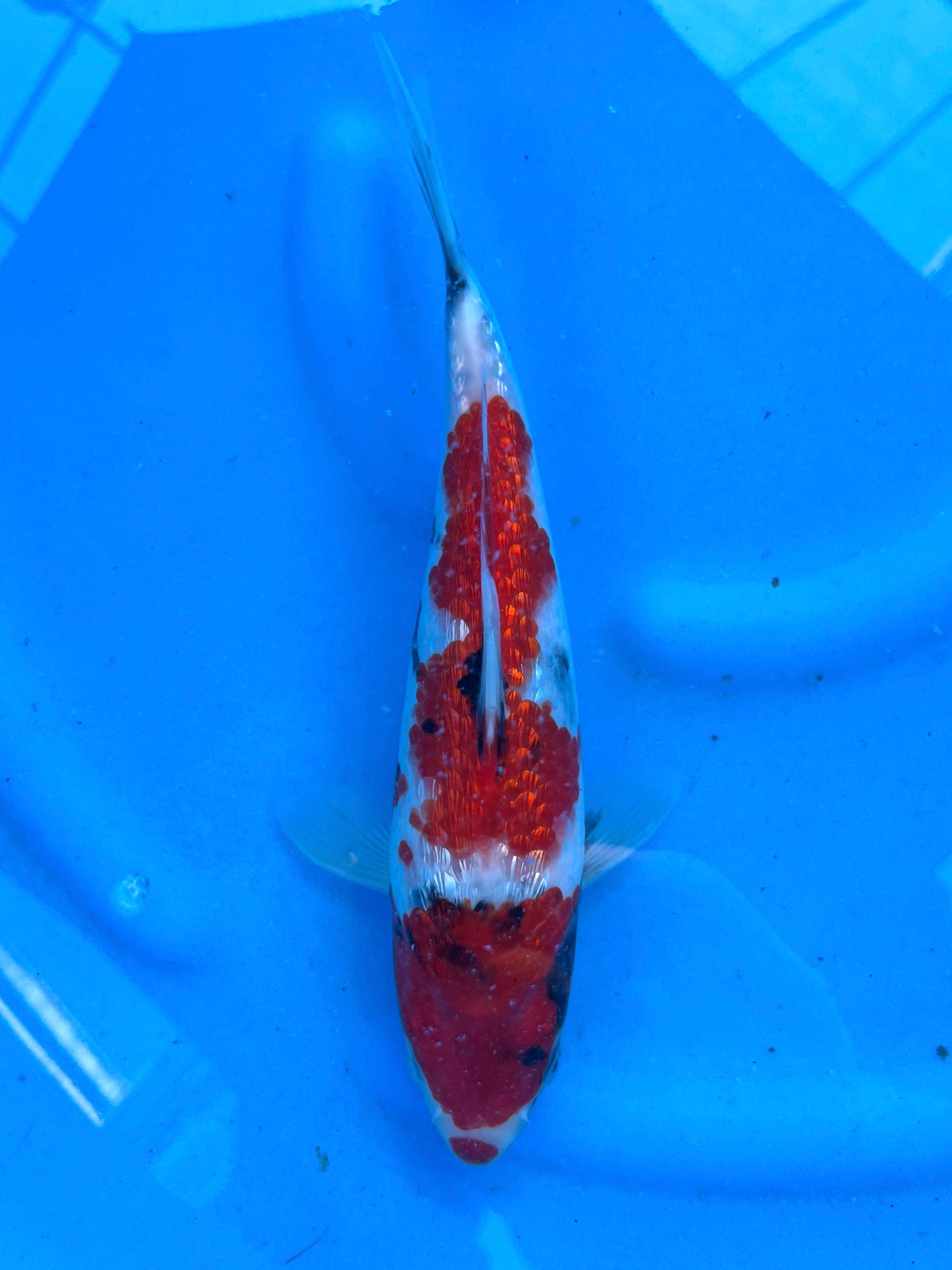 Ginrin Showa 27cm | CUNIASU| REZERWACJA❗️A.W