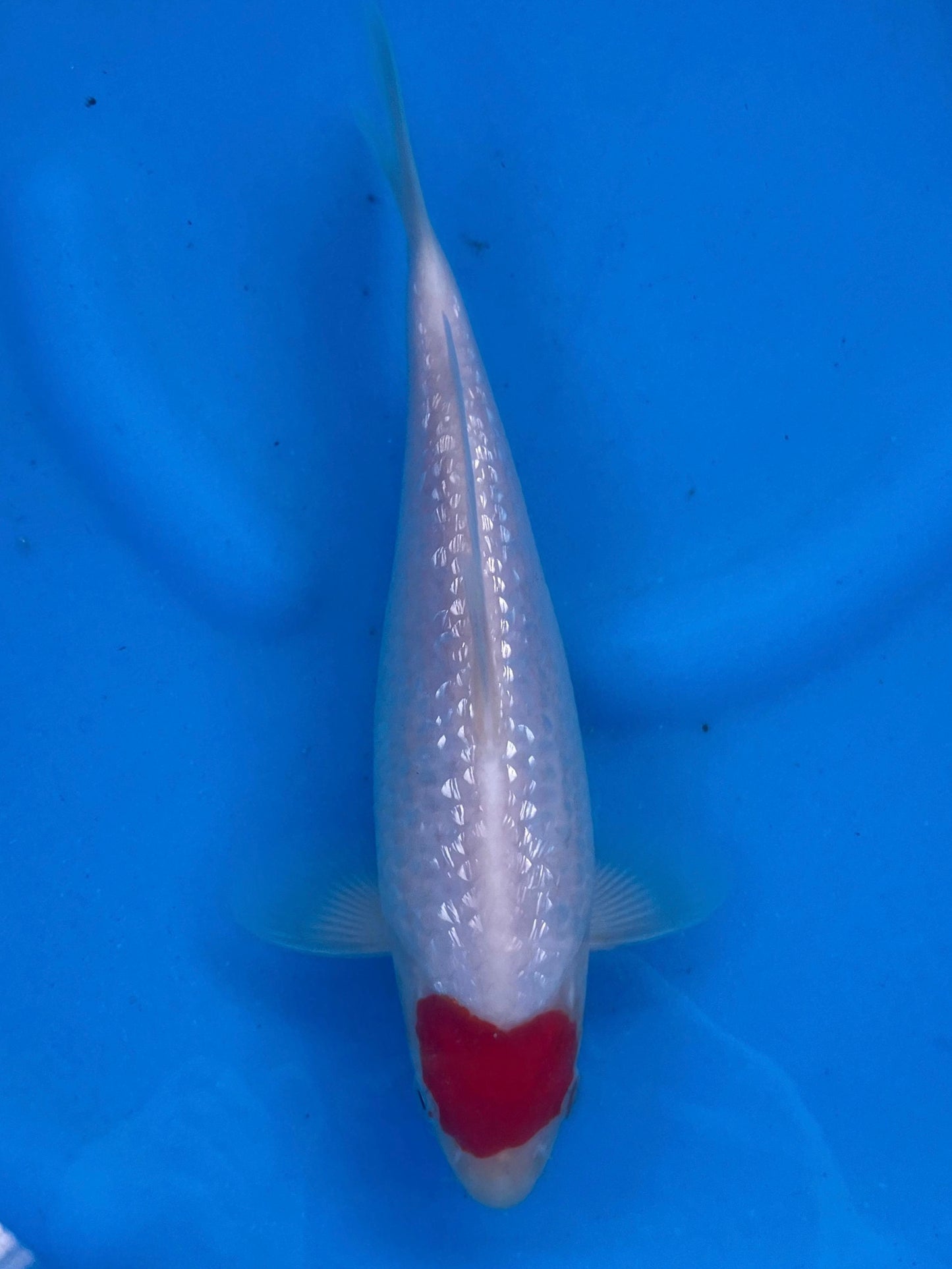 HQ Ginrin Tancho Kohaku 23cm | SUDA | REZERWACJA❗️D.Ś