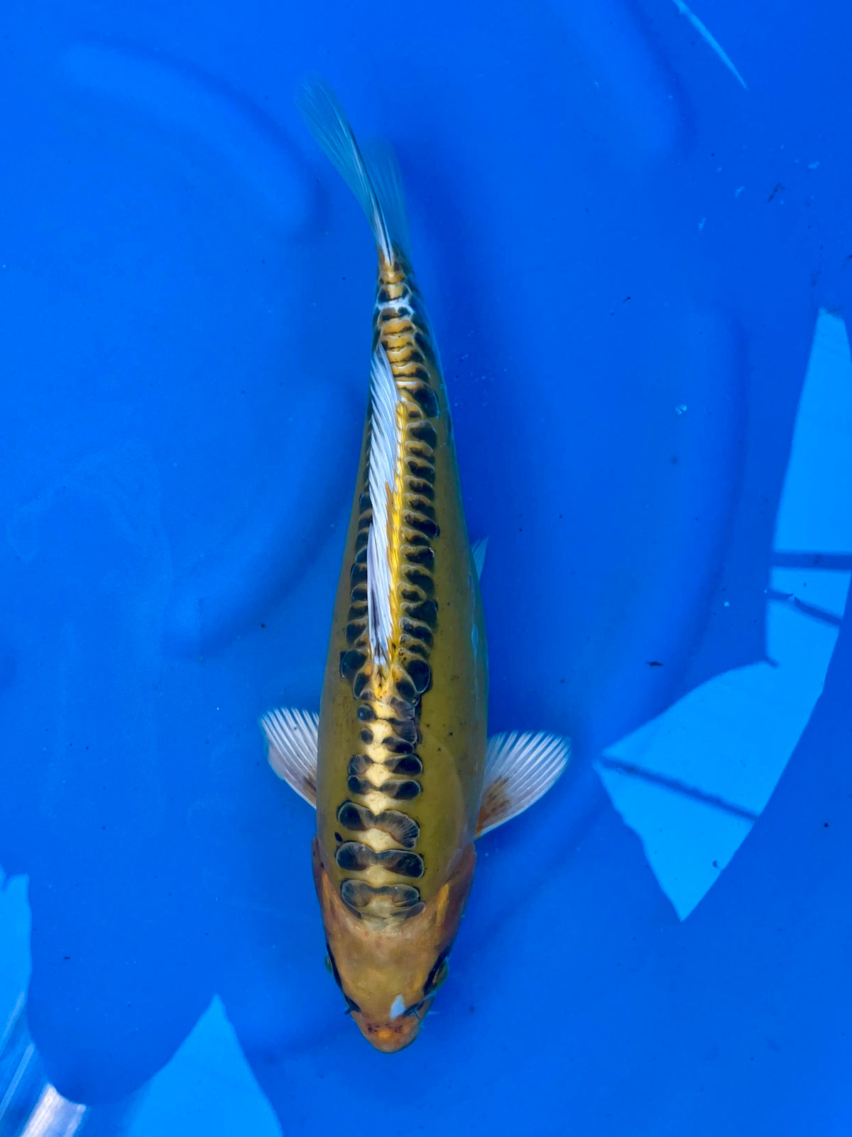 D. Kin Matsuba 31cm | OOFUCHI | REZERWACJA❗️K.W