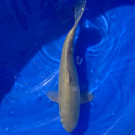 Chagoi 29cm