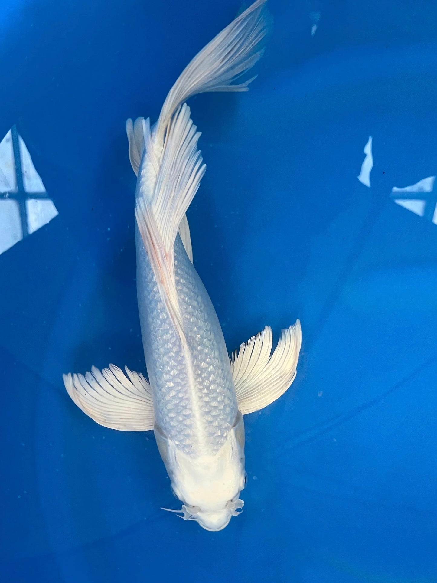 Ginrin Platina 33cm | YAMASAKI | REZERWACJA❗️Ł.M