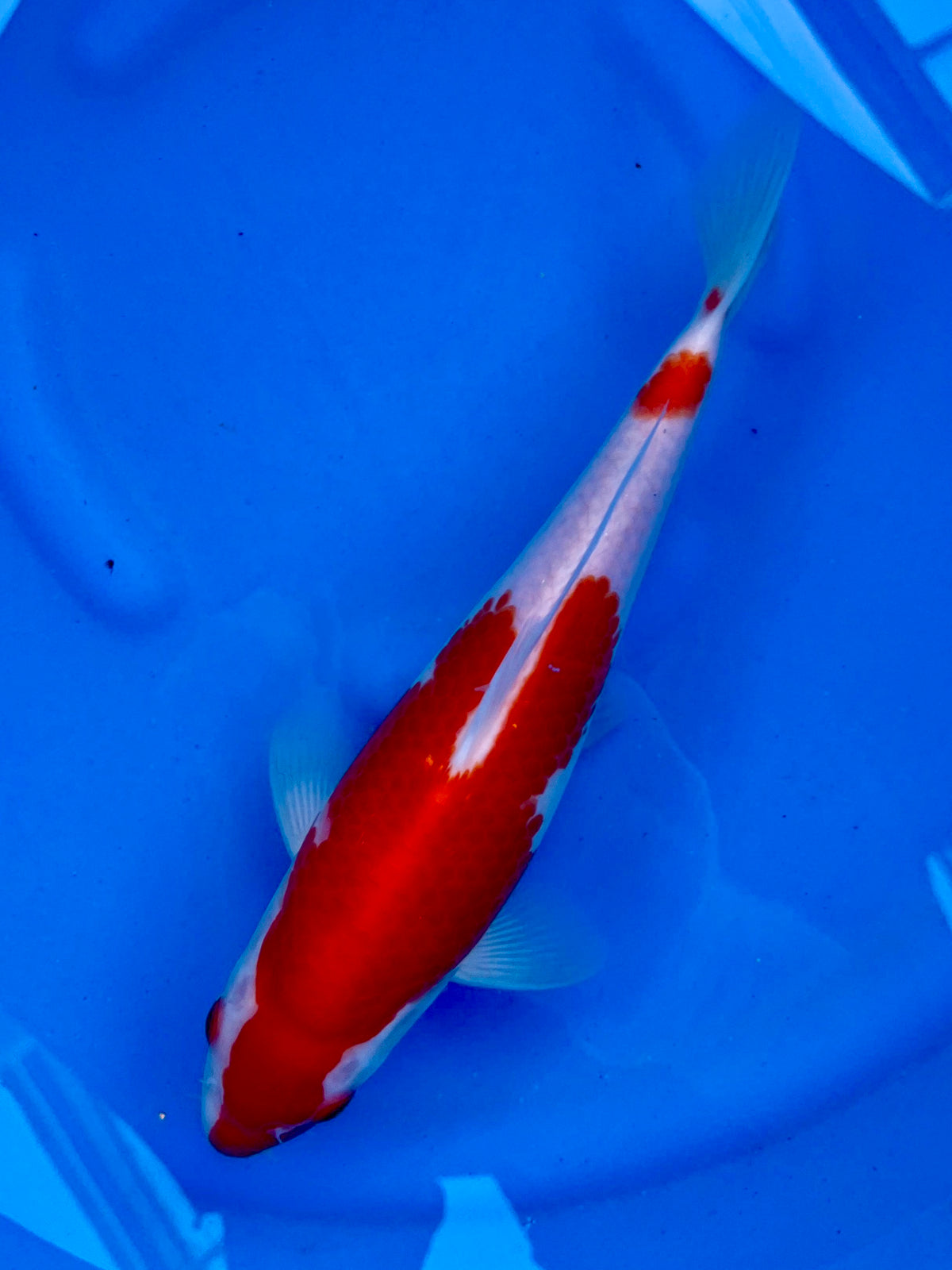 HQ Kohaku 28cm | SUDA