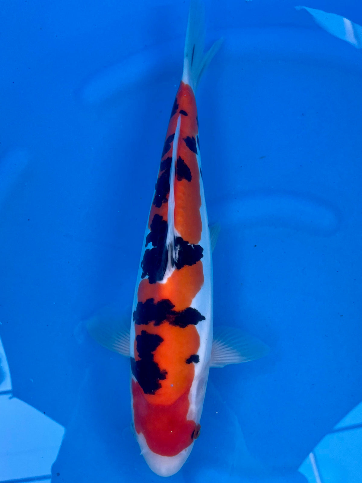 HQ D. Sanke 34cm | CUNIASU | REZERWACJA❗️J.P