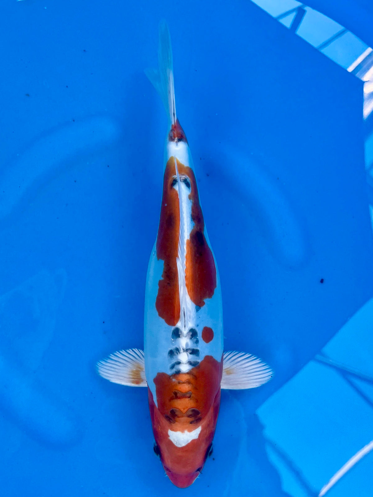 HQ D. Kujaku Showclass 28cm | KASE | REZERWACJA❗️L.C