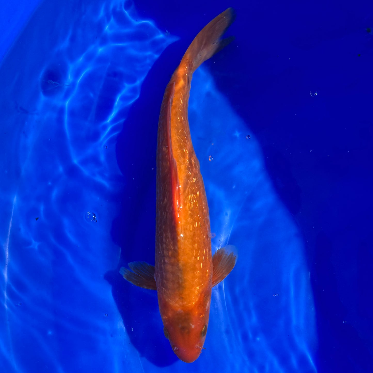 Ginrin Karashigoi 31cm SPRZEDANY