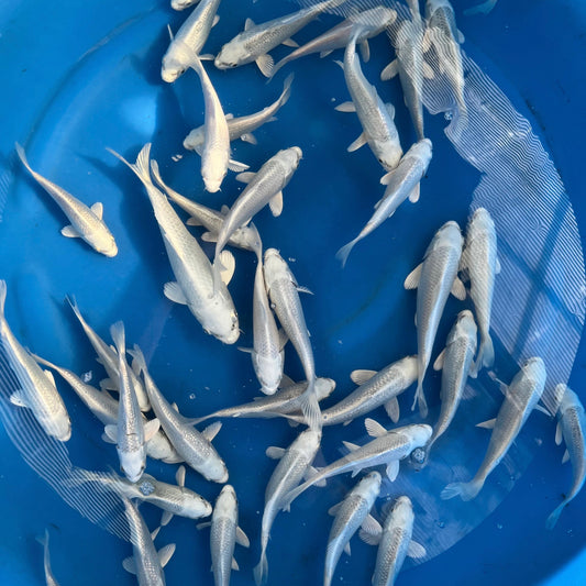 Platina Ginrin, Platina 13-18cm hodowca Kaneko