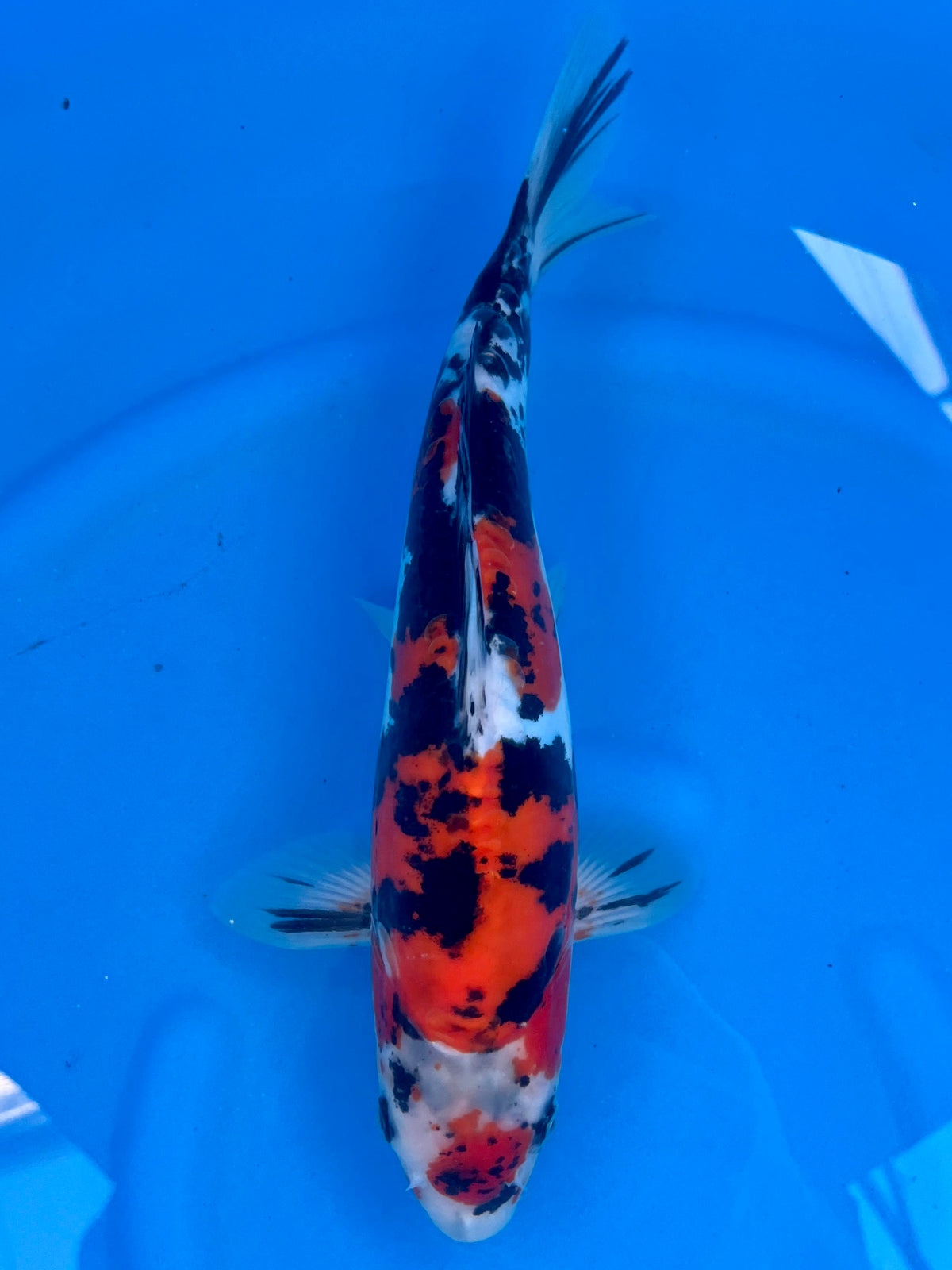 HQ D. Maruten Sanke 31cm | CUNIASU | REZERWACJA❗️K.W