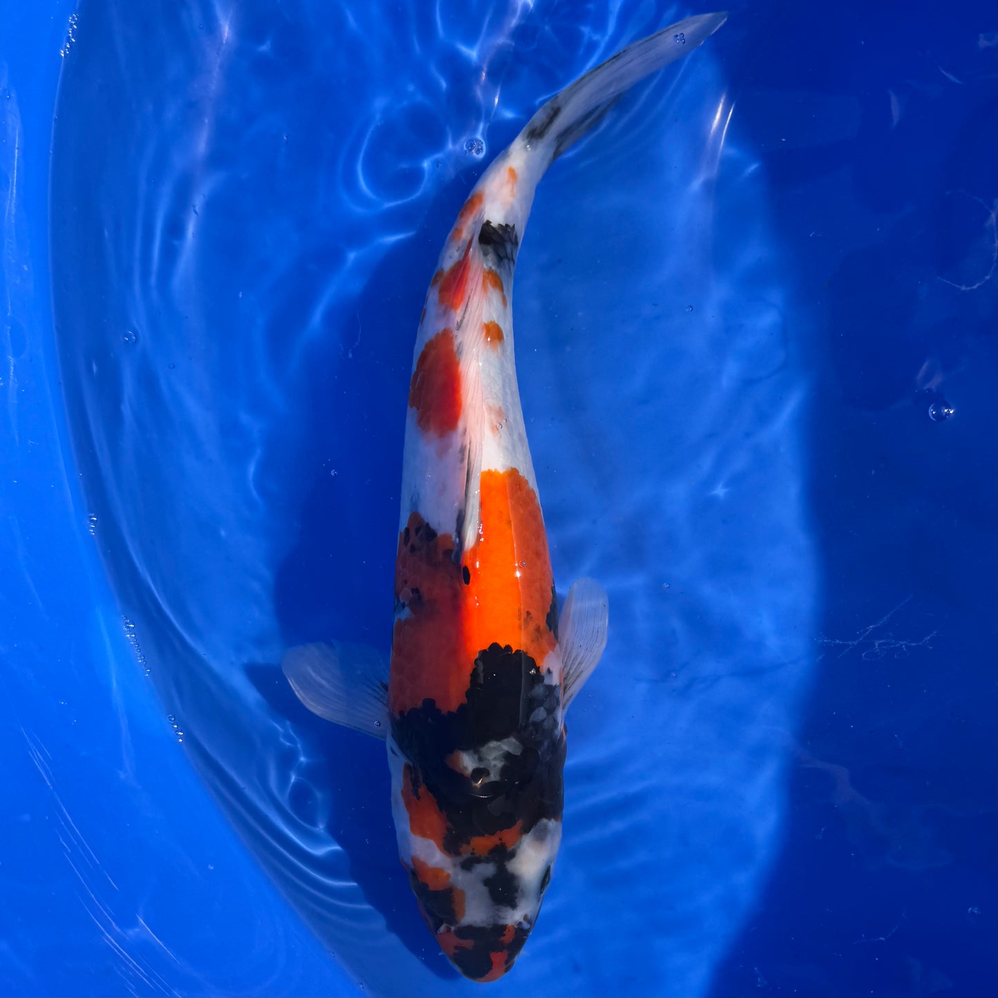 Isa Showa 36cm