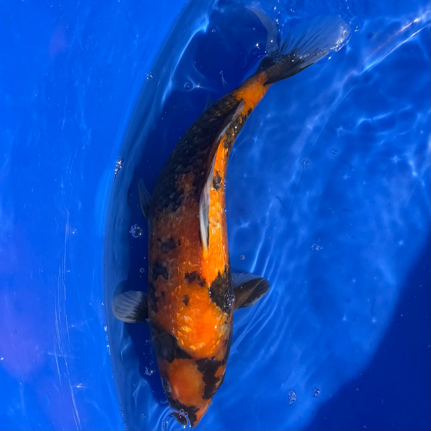 Kase Ginrin Showa 32cm