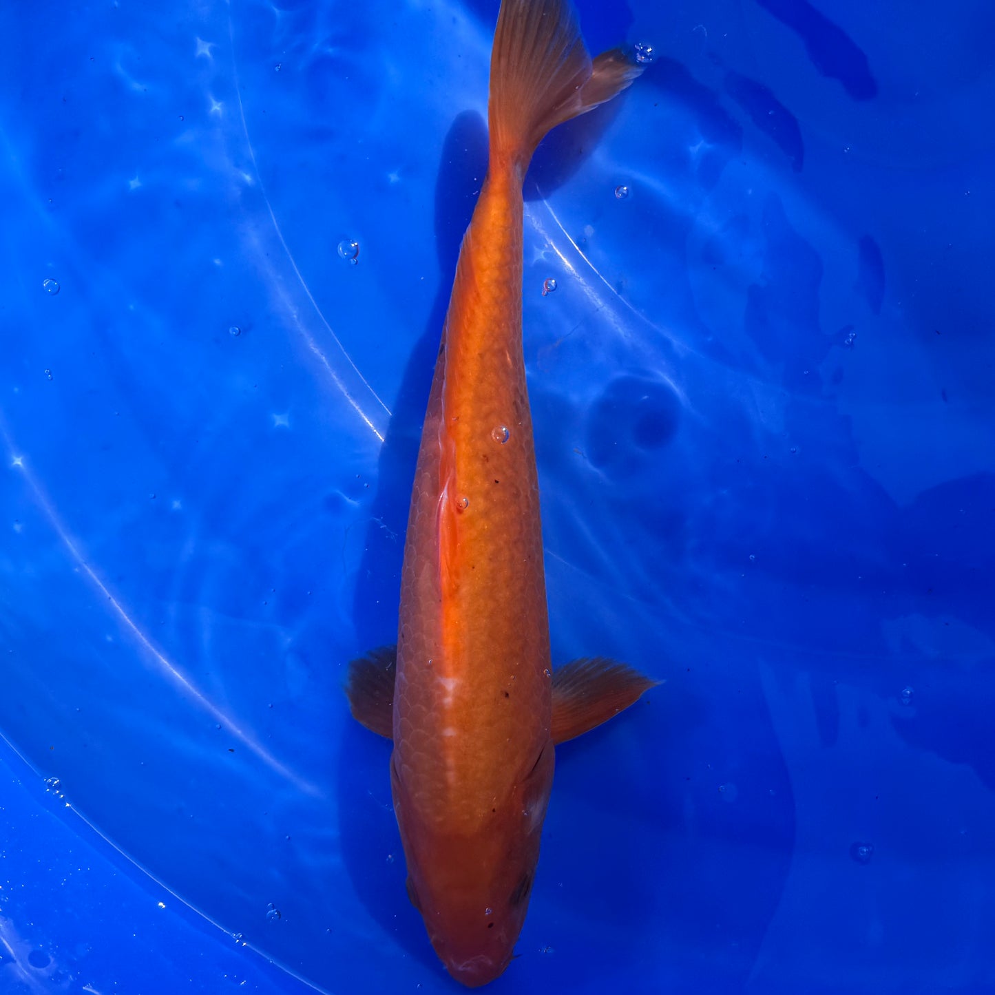 Benigoi 31cm