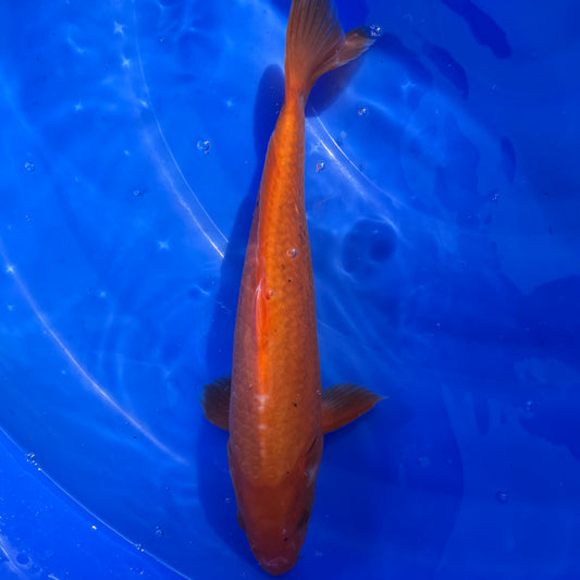 Benigoi 31cm