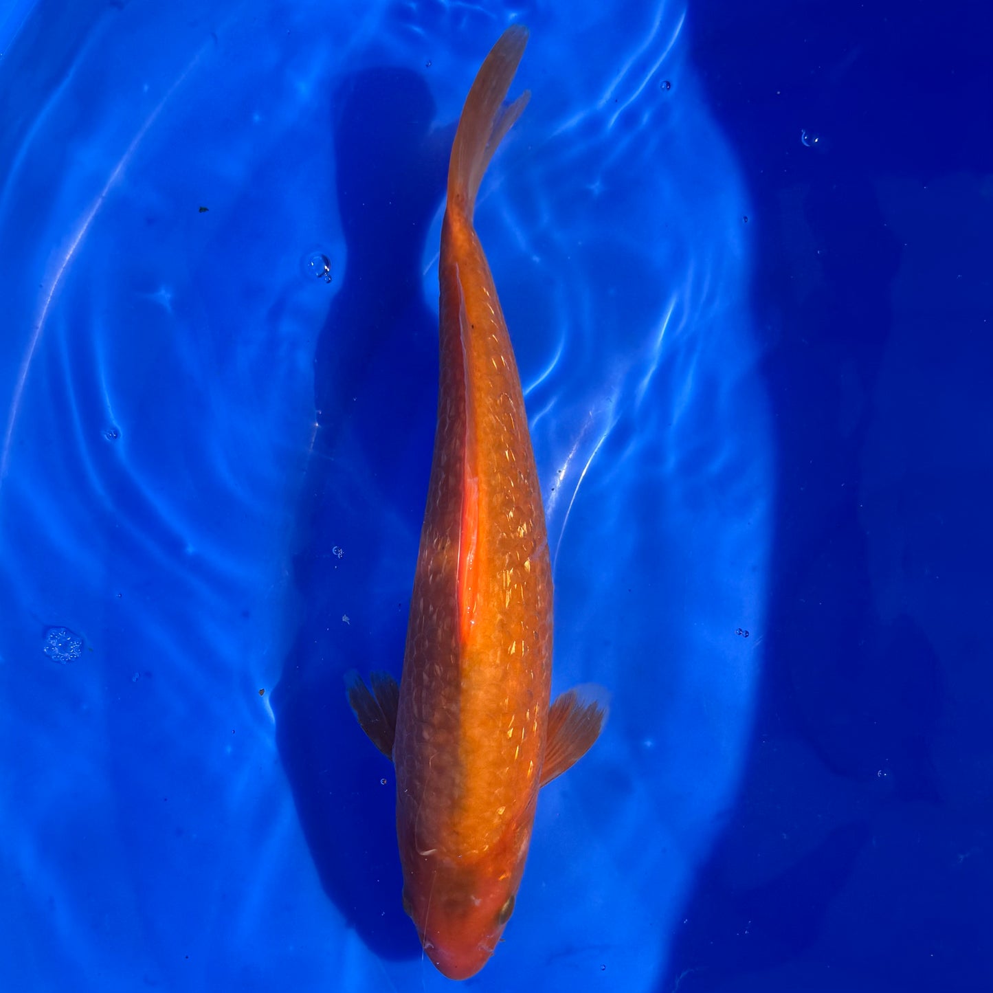 Ginrin Karashigoi 31cm SPRZEDANY