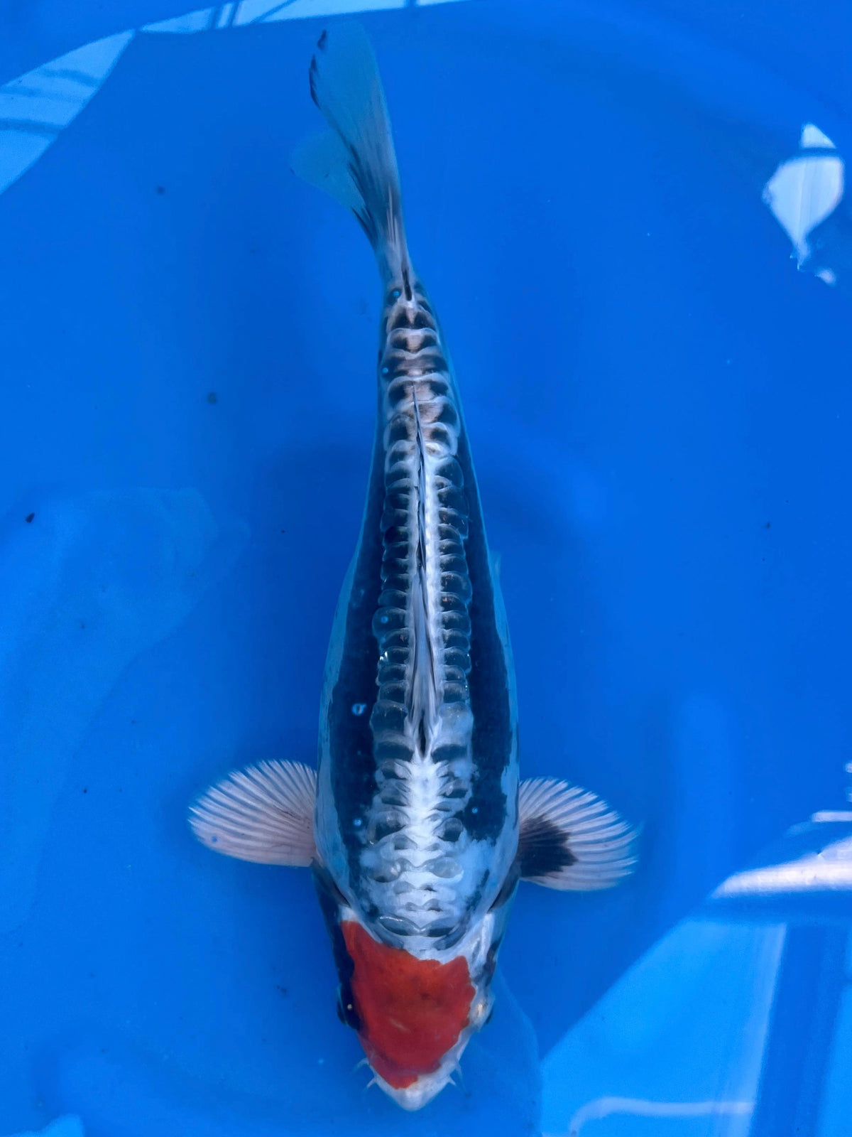 HQ Tancho Benikikokuryo 28cm | AOKI | REZERWACJA❗️D.P
