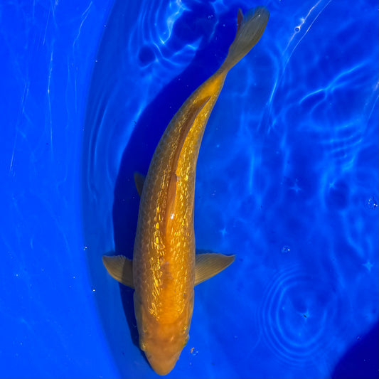 Ginrin Karashigoi 31-32cm