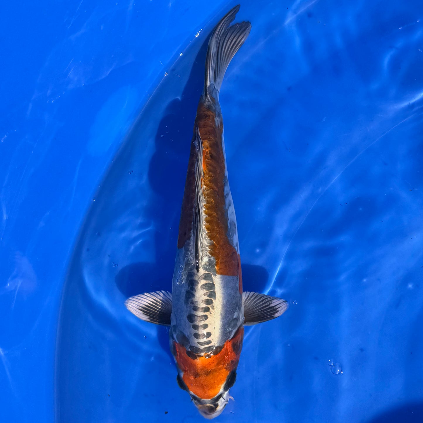 Igarashi Benikiko 27cm