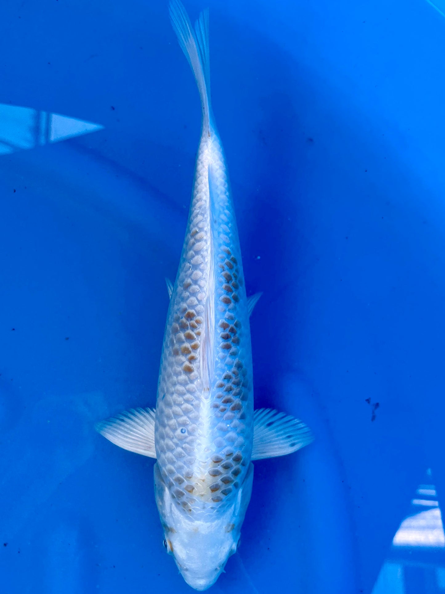 HQ Hi Hariwake 28cm | AOKI