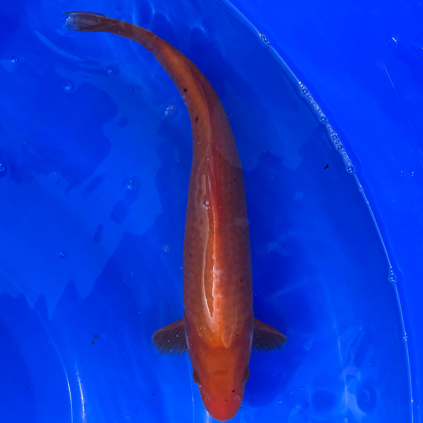 Benigoi 31cm