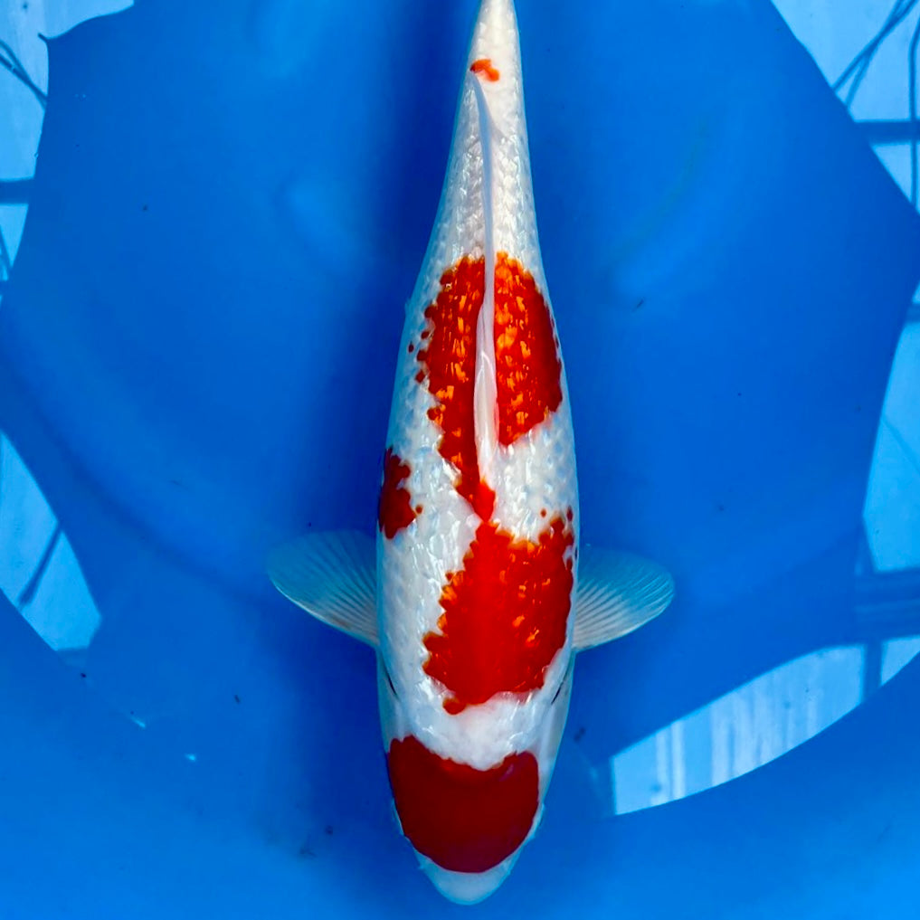 Tancho Kohaku Ginrin 41cm