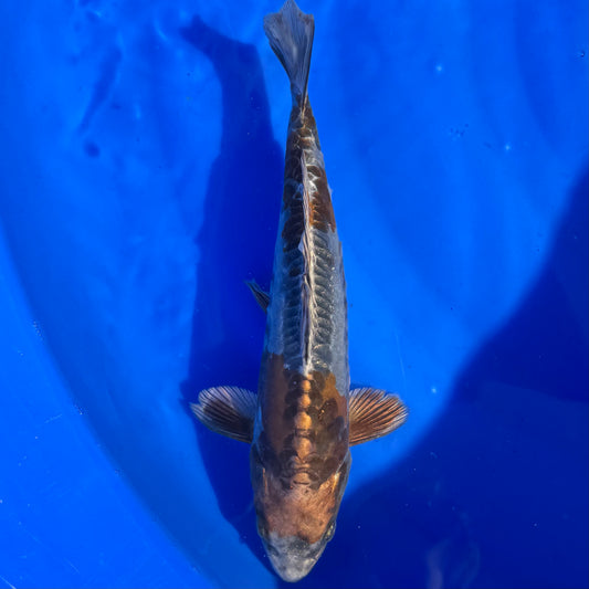 Doitsu Ochiba Metallic 25cm
