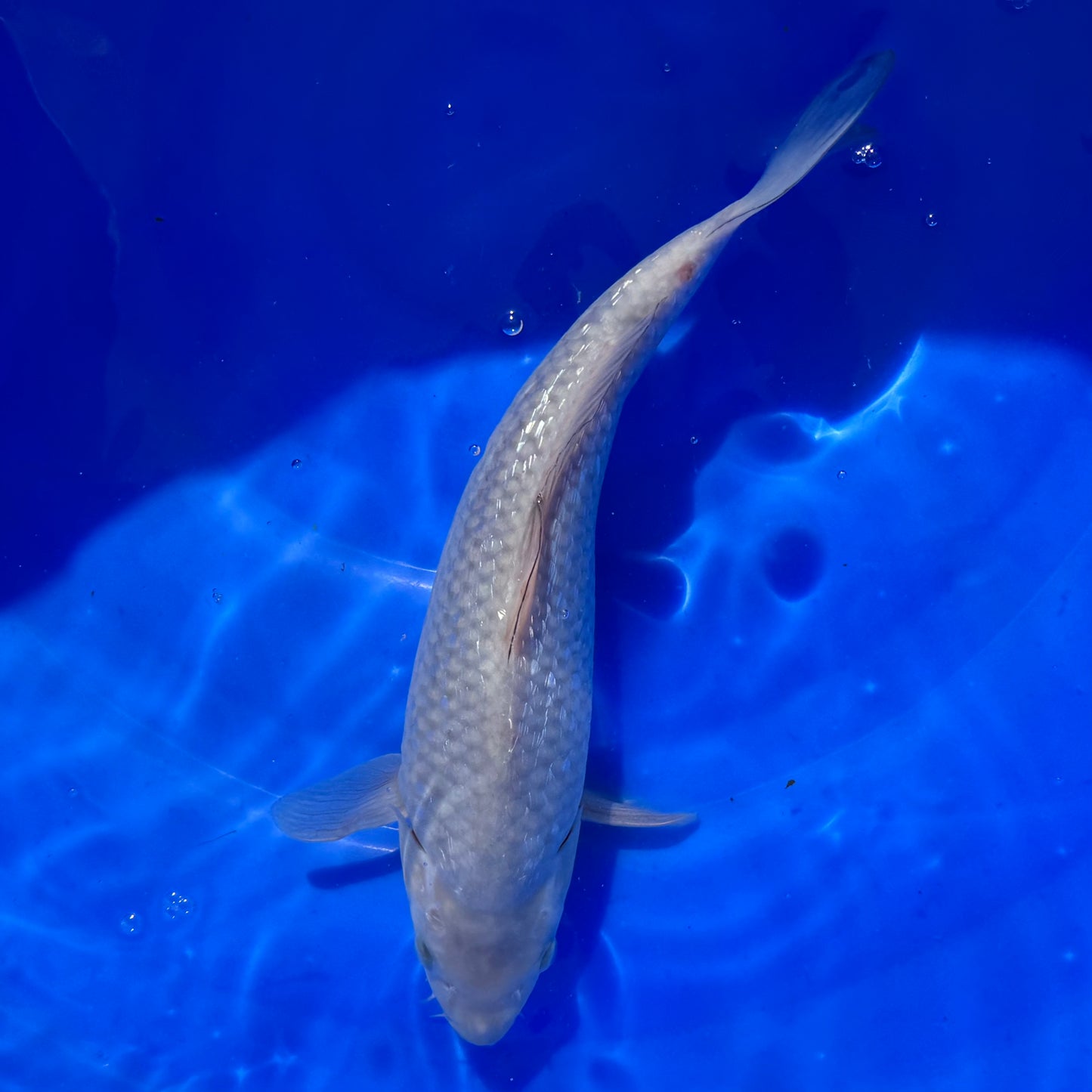 Koda Ginrin Saragoi 33cm