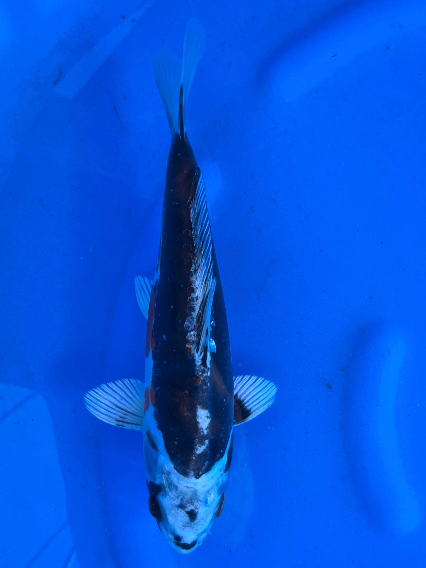 Beni Kiko 25cm | AOKI | REZERWACJA❗️S. D