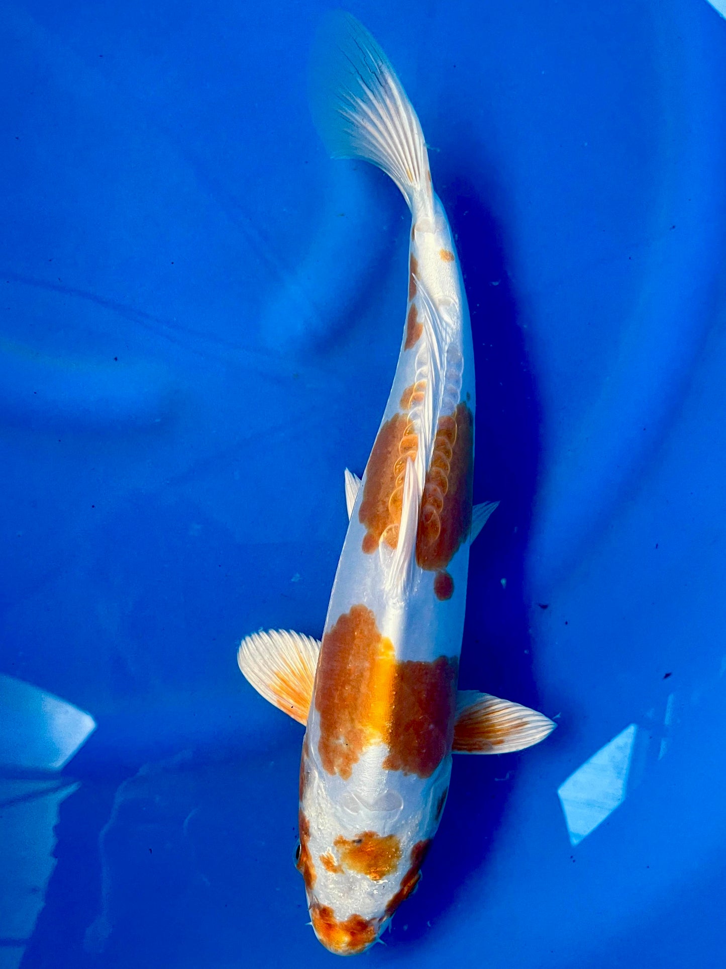 D. Hariwake 33cm | YAMASAKI |