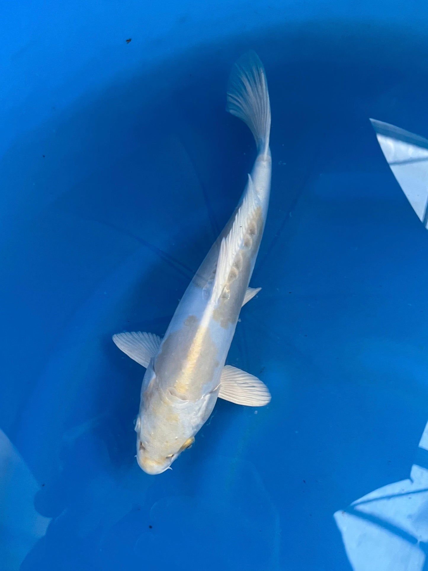 D. Hariwake 30cm | YAMASAKI |