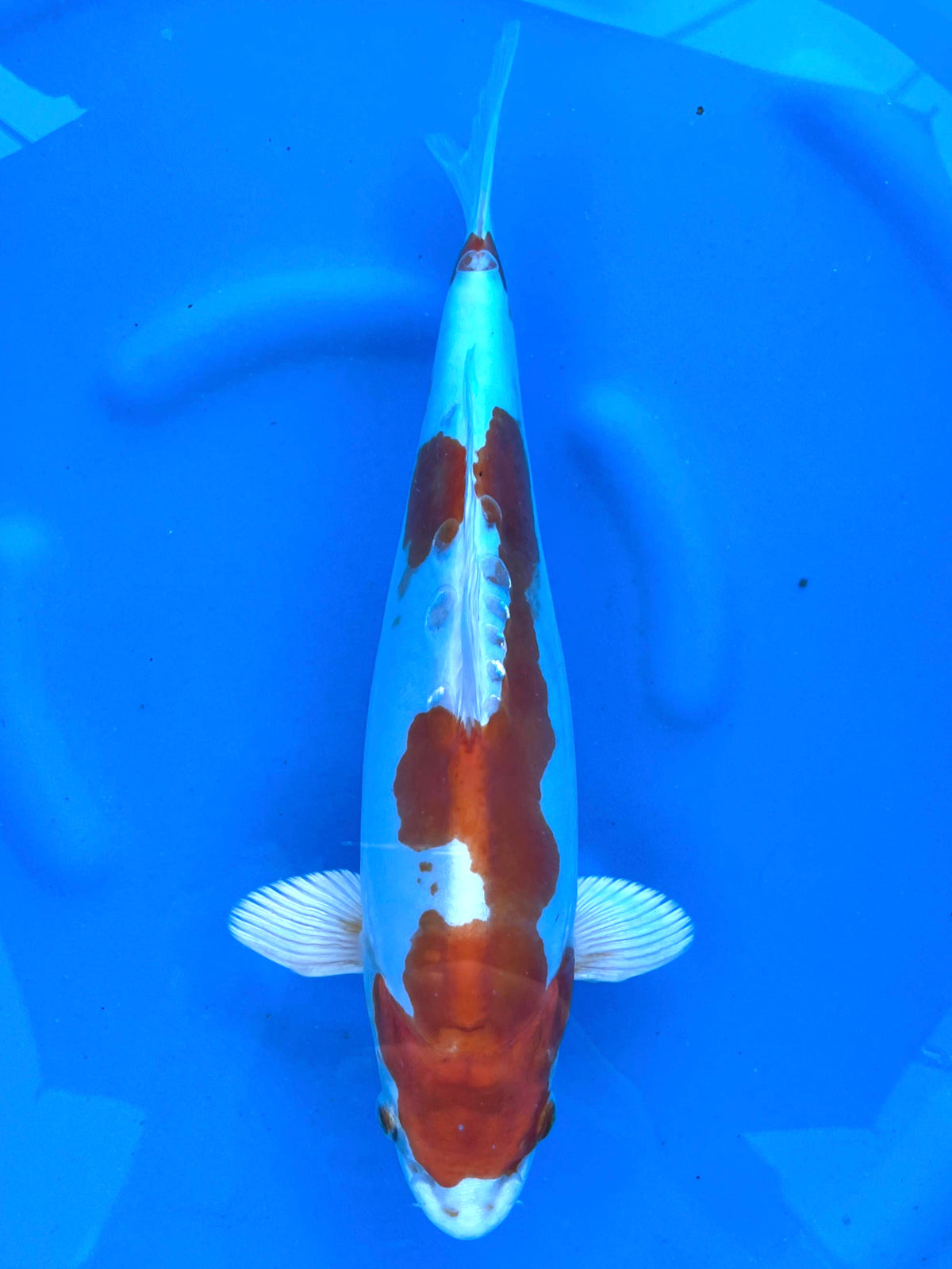 HQ Kikusui 34cm | KASE