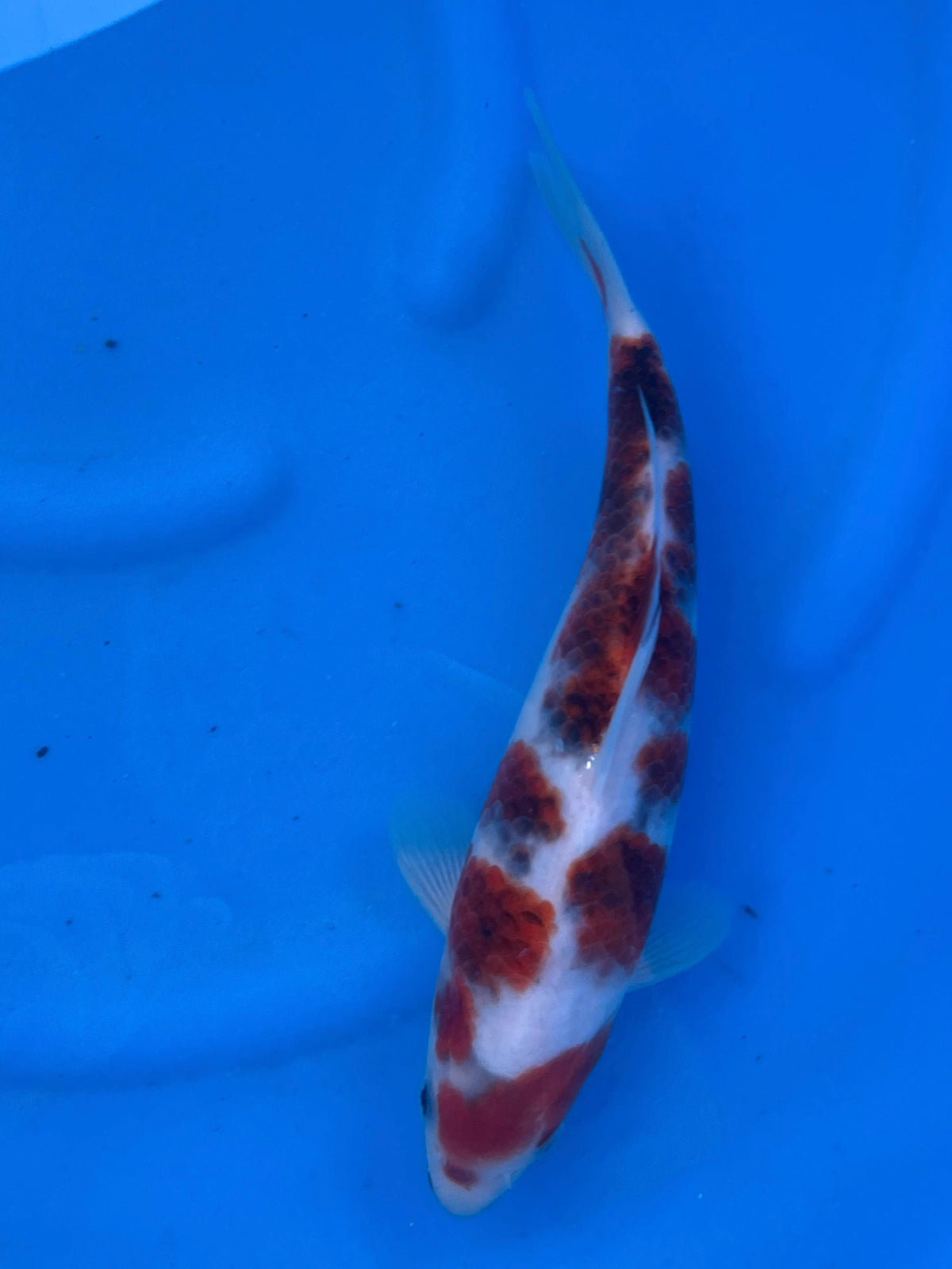 HQ Ai Goromo 27cm | OOFUCHI