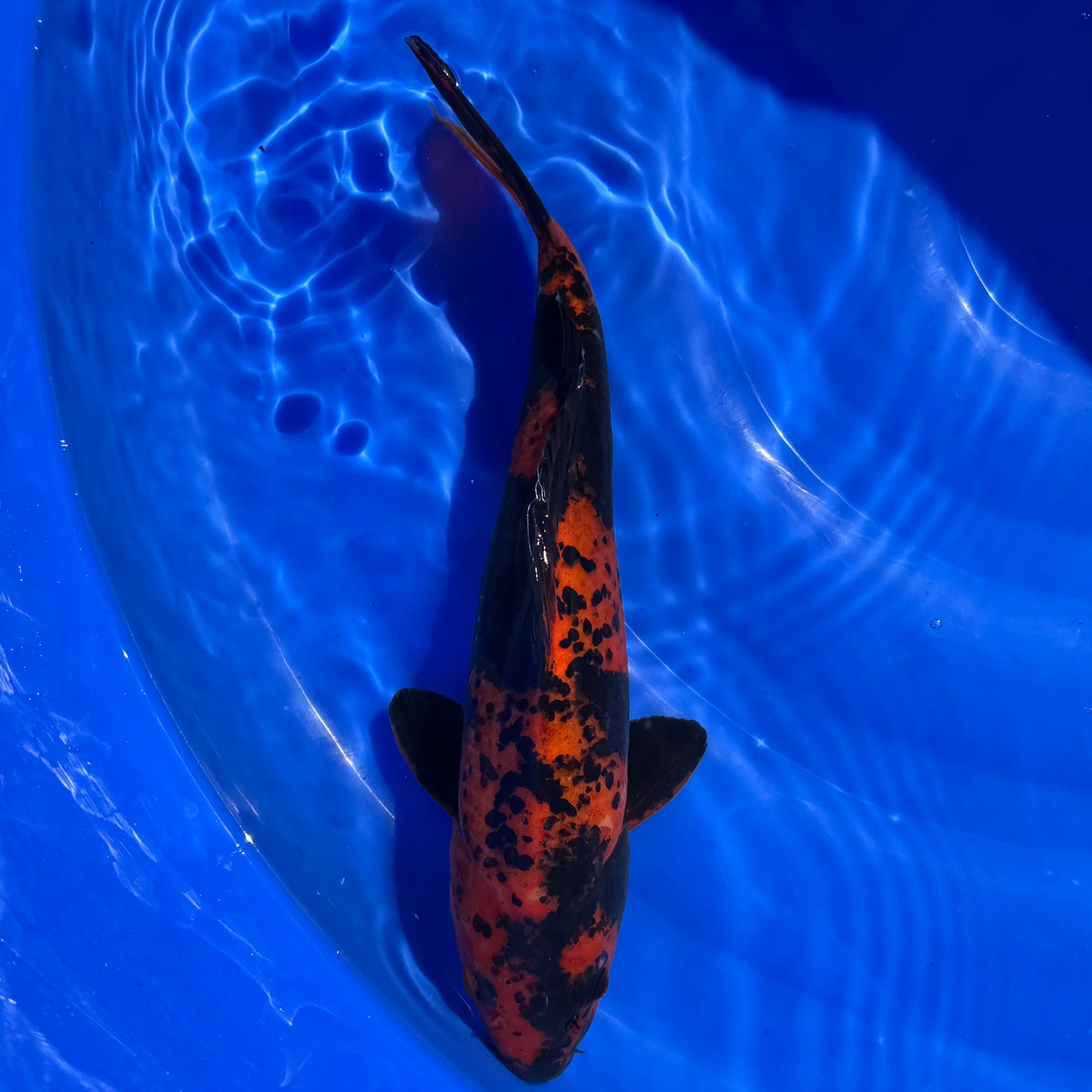 Hi Utsuri 35-36cm
