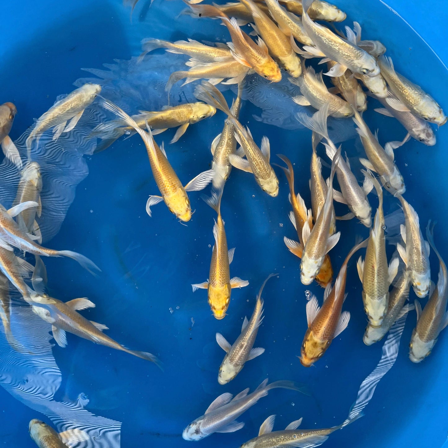 Longfin Yamabuki Ginrin Yamabuki Ogon 16-21cm