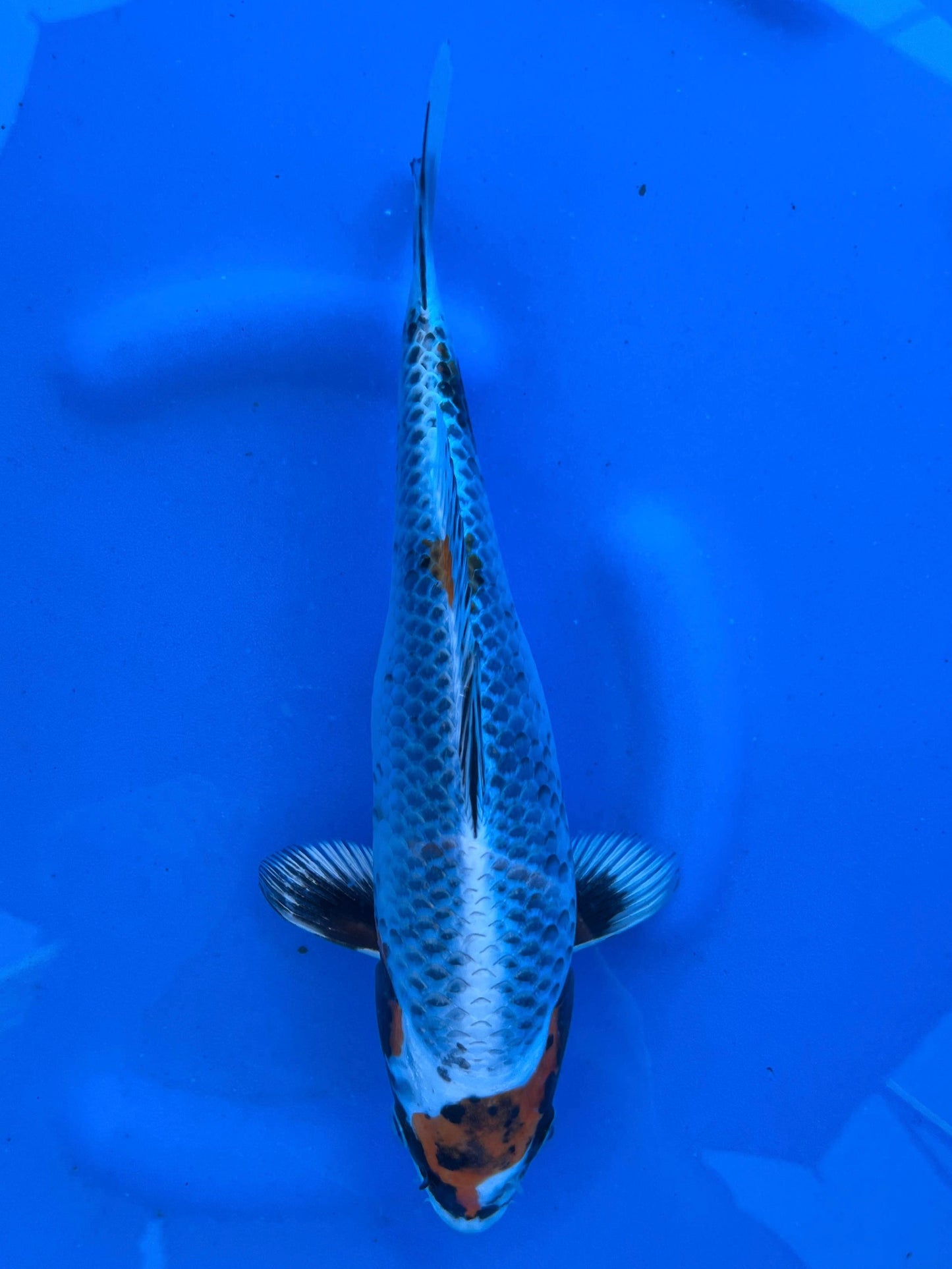 HQ Beni Ginga 27cm | SUDA