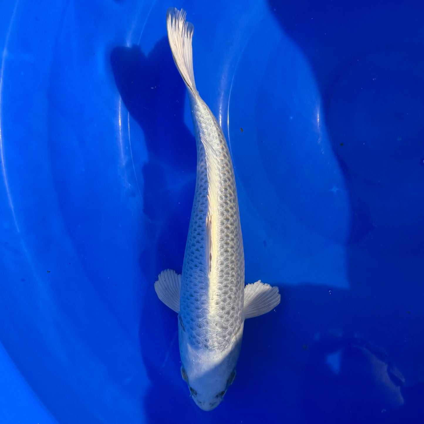 Omosako Gin Matsuba 35cm