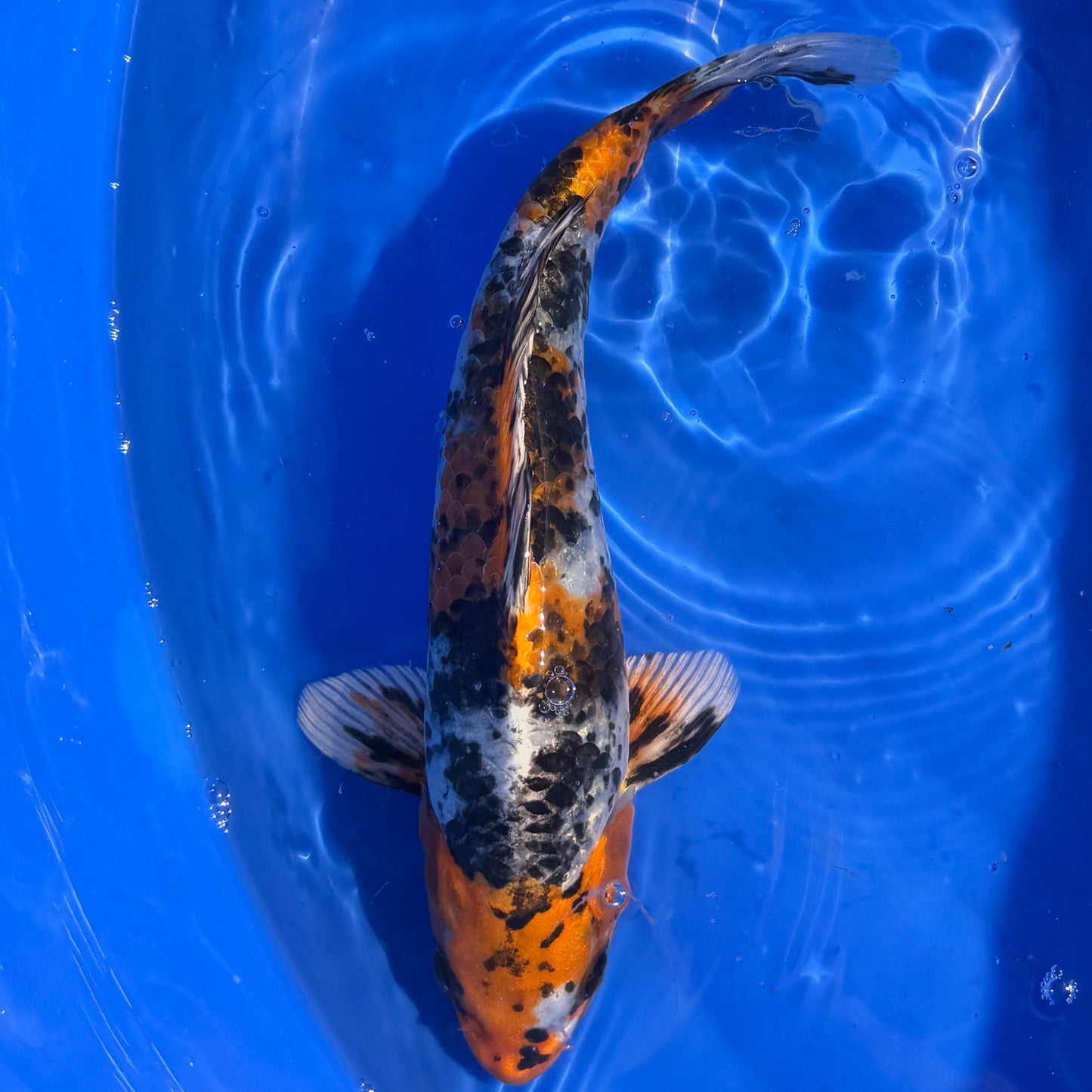 Aoki Kin Showa 31cm