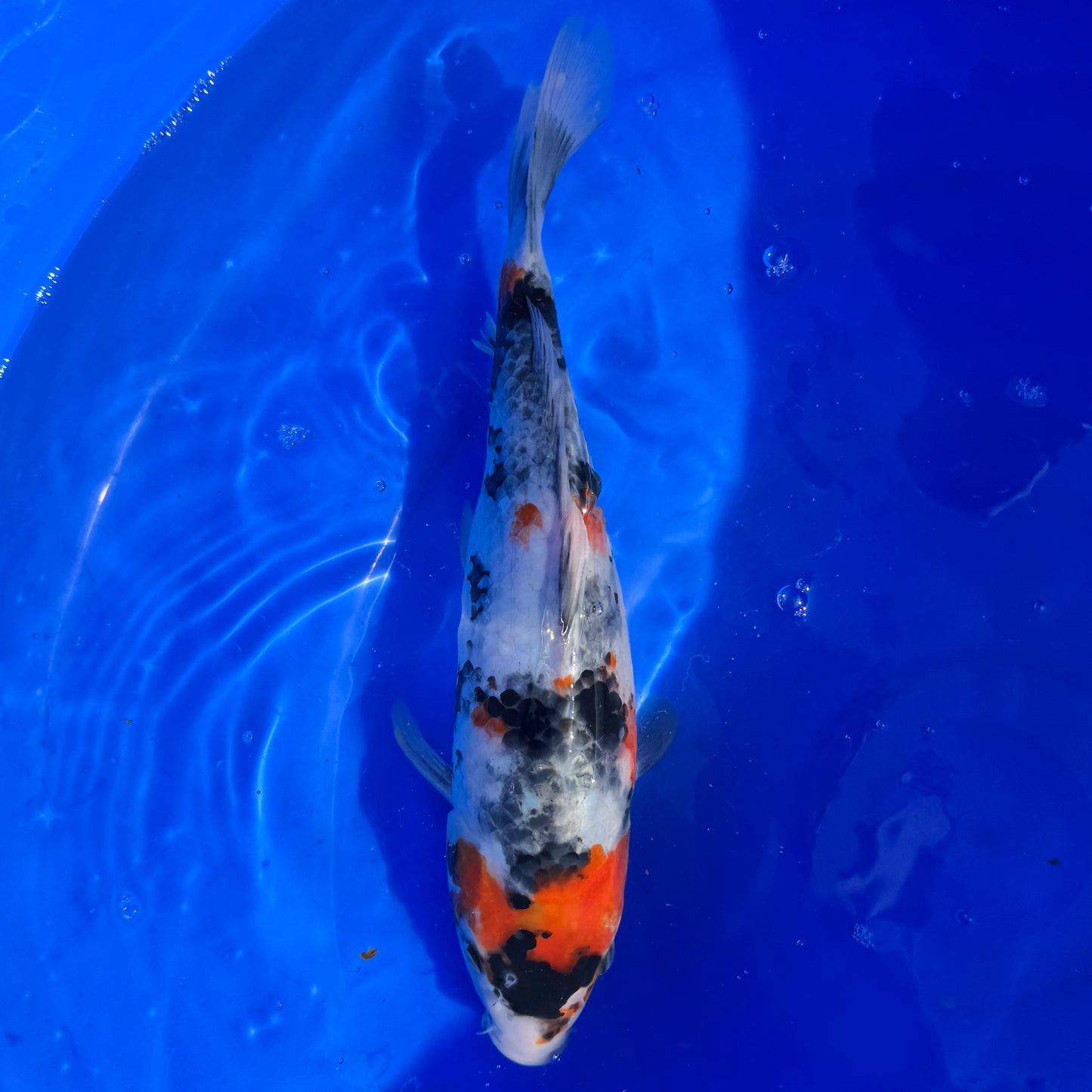 Danishi Showa 37cm